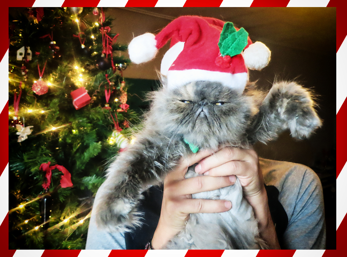 xmas cat