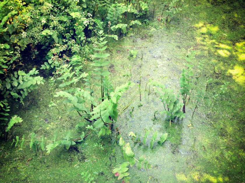 Diomidous_botanical_garden_Athens1