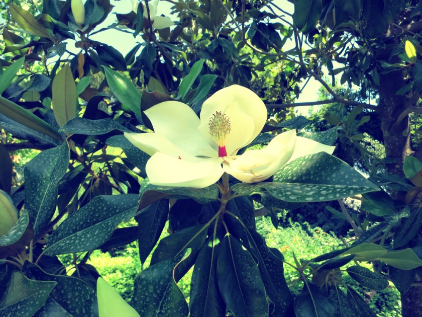 Diomidous_botanical_garden_Athens2