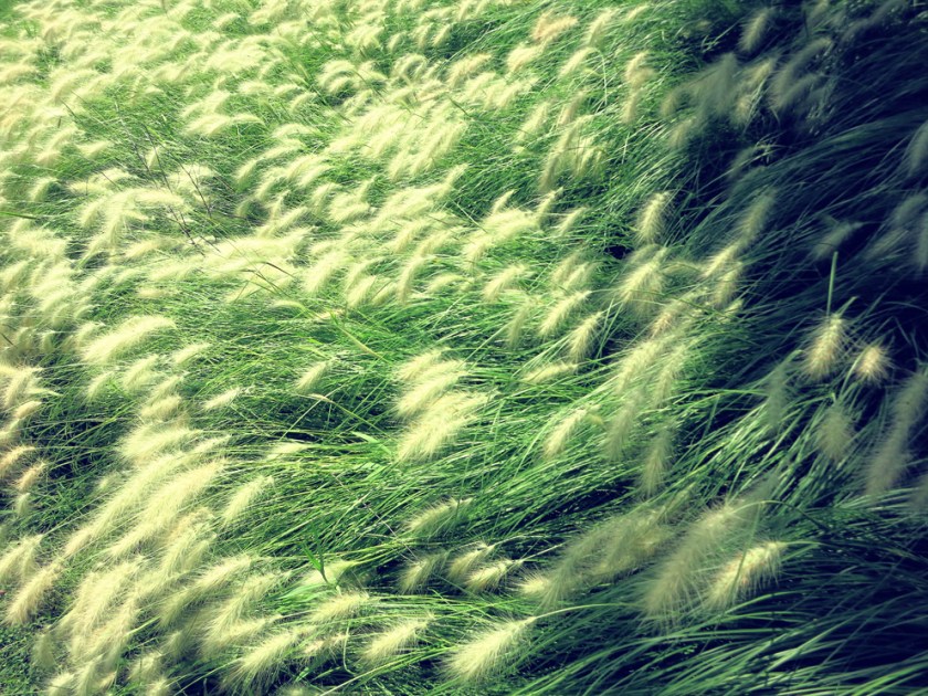 Diomidous_botanical_garden_Athens3