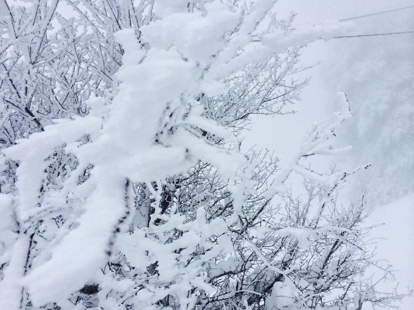 snow_ready_stylentonic