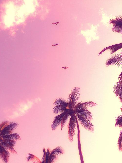 palm_trees