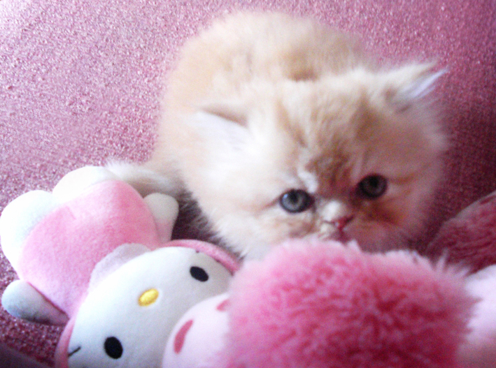 persian_kitten_pink