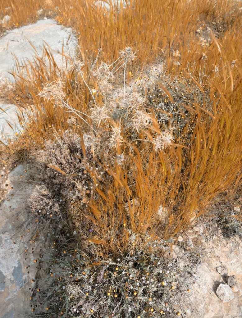 coachella_2016_nature